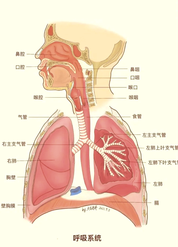 人体呼吸系统解剖图