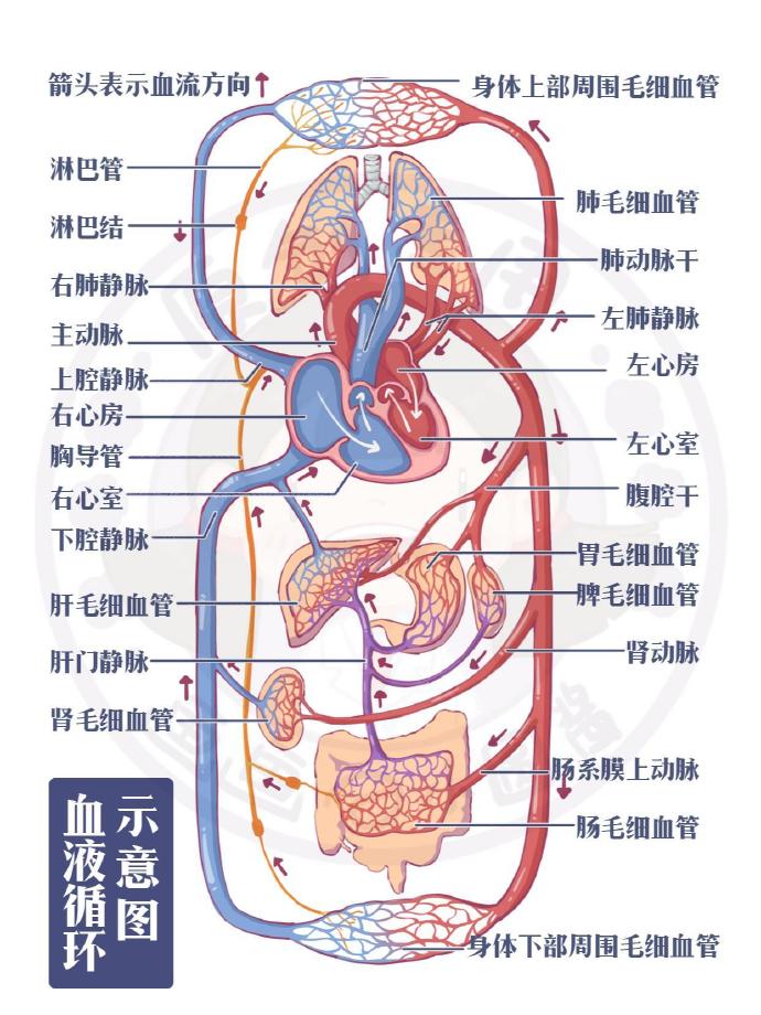 人体循环系统解剖图