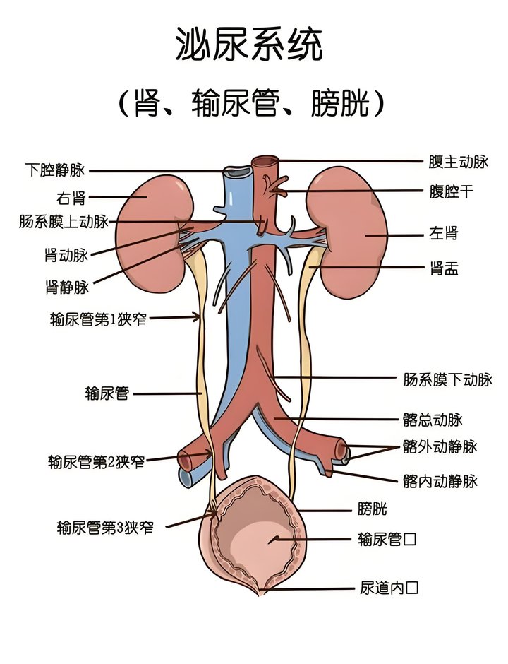 人体泌尿系统解剖图