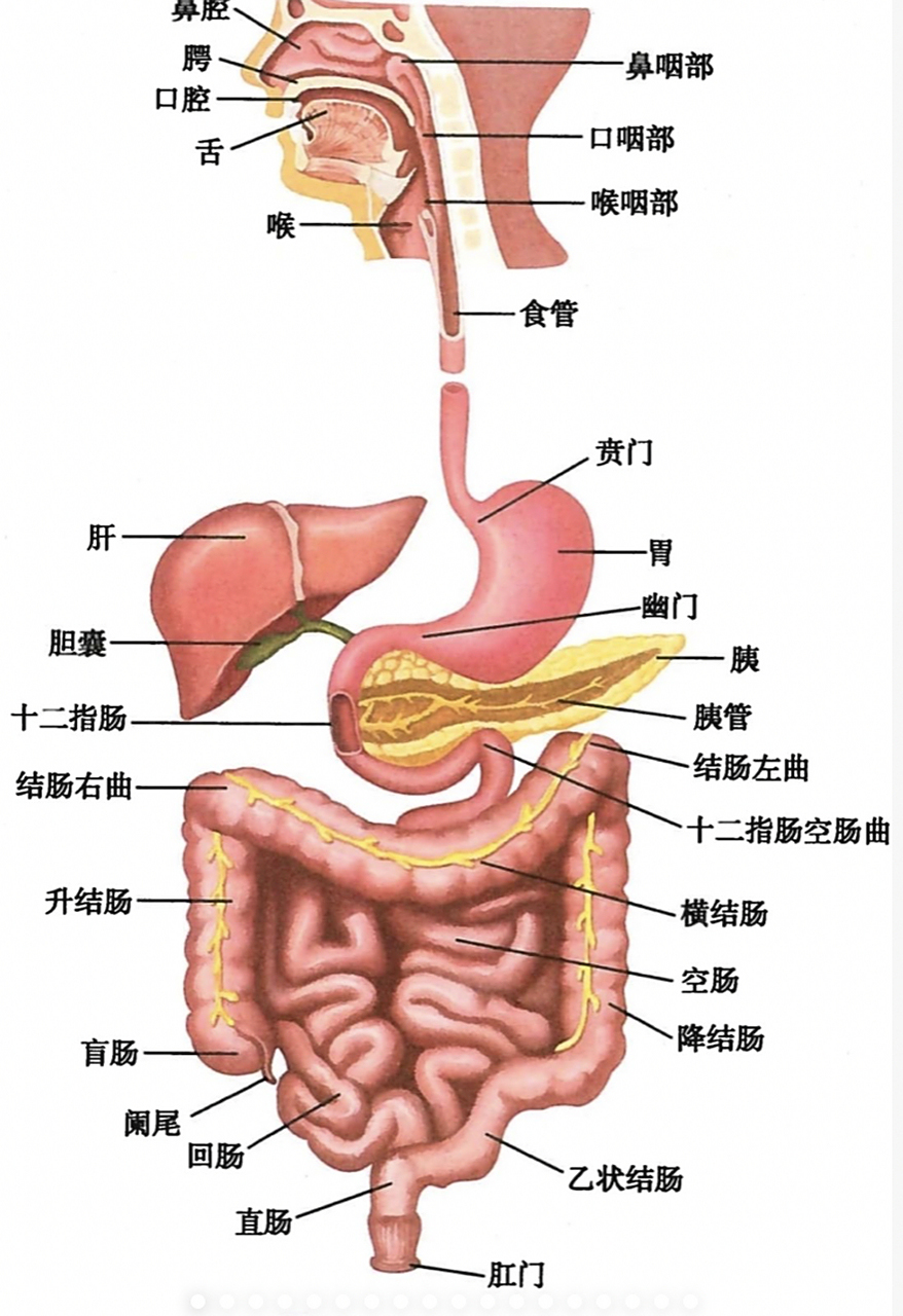人体消化系统解剖图