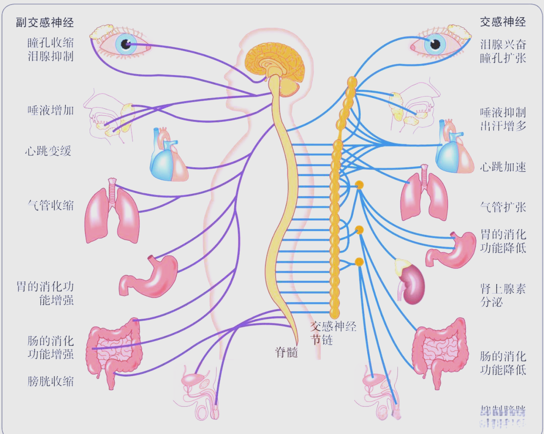 人体神经系统解剖图