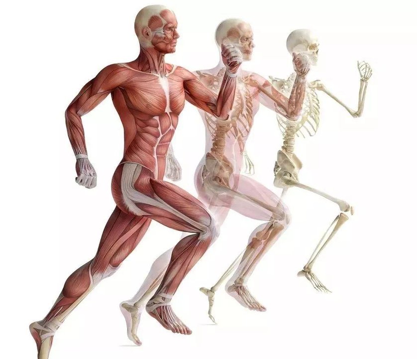 人体运动系统解剖图